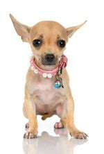 Pets for Adoption at Bakersfield SPCA, in Bakersfield, CA .